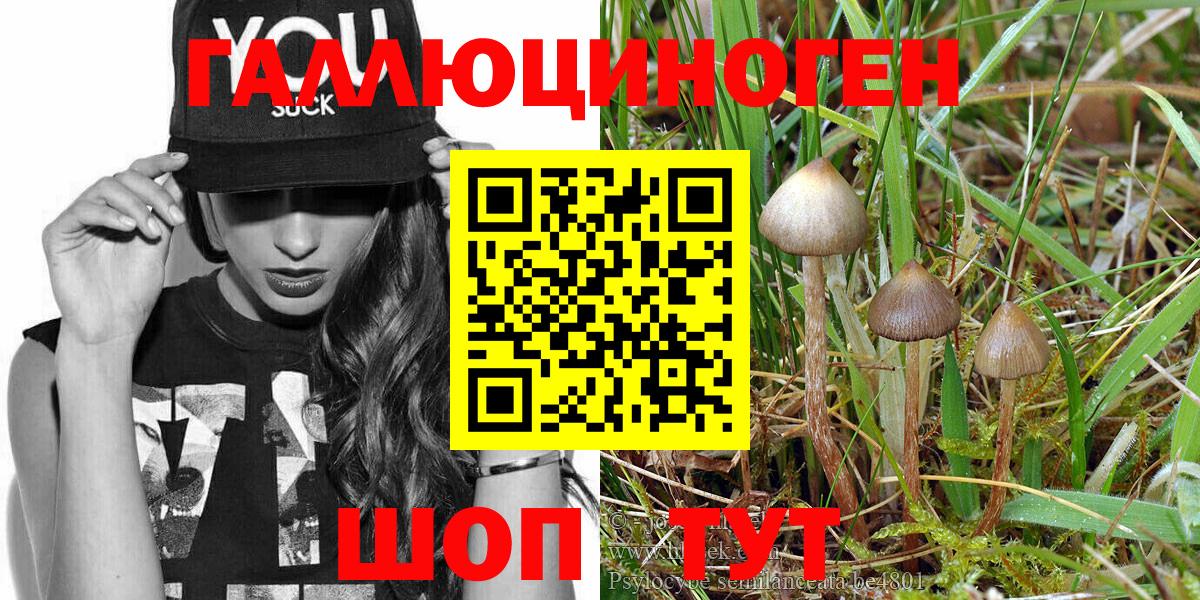 Курчатов  Псилоцибиновые грибы Magic Shrooms  Вход с VPN 